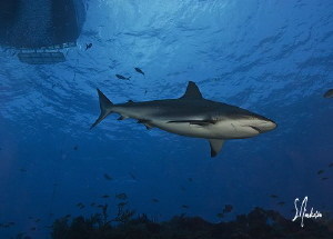 Reef Sharks might know the sounds of boats....They are a ... by Steven Anderson 